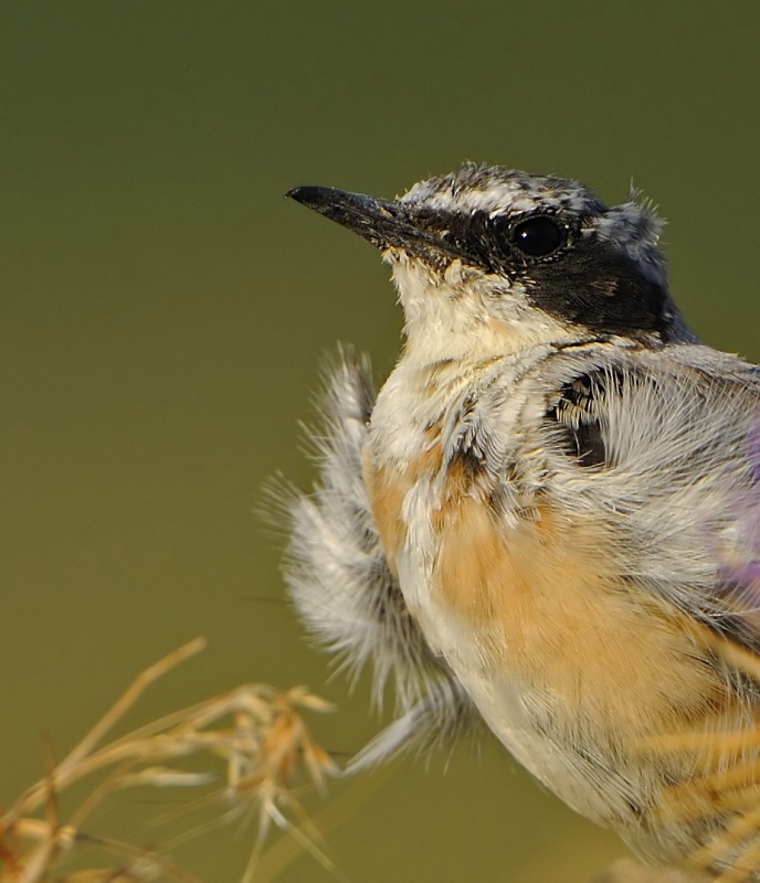 Northern Wheatear