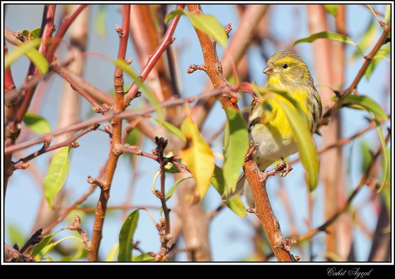 European Serin