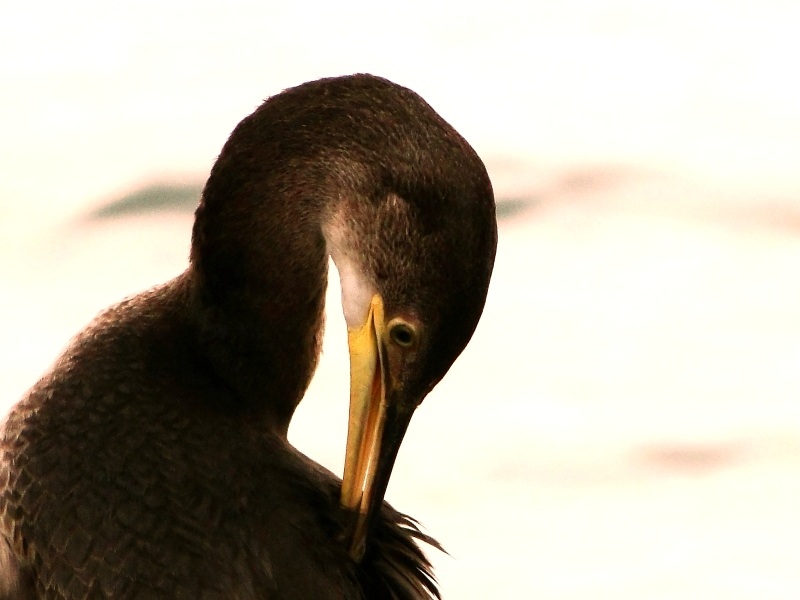 Great Cormorant