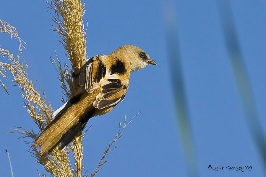 Bearded Reedling