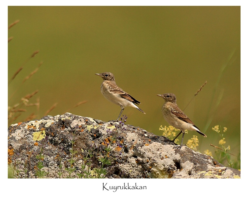 Northern Wheatear