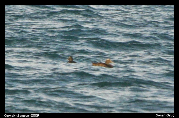 Common Eider