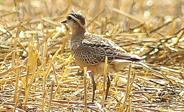 Eurasian Dotterel