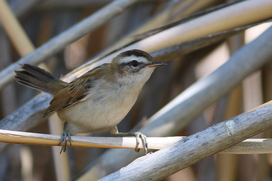 Moustached Warbler