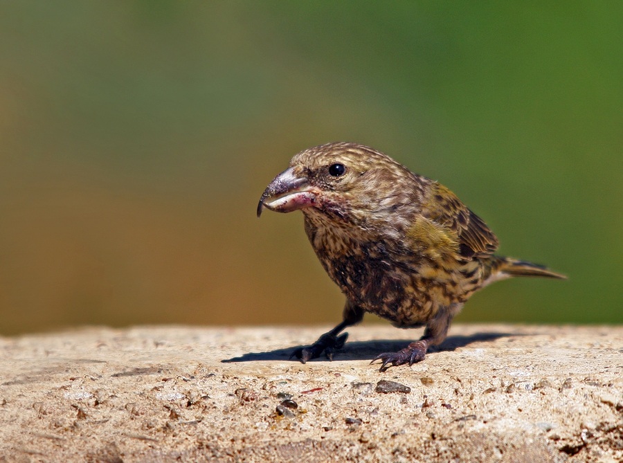Red Crossbill