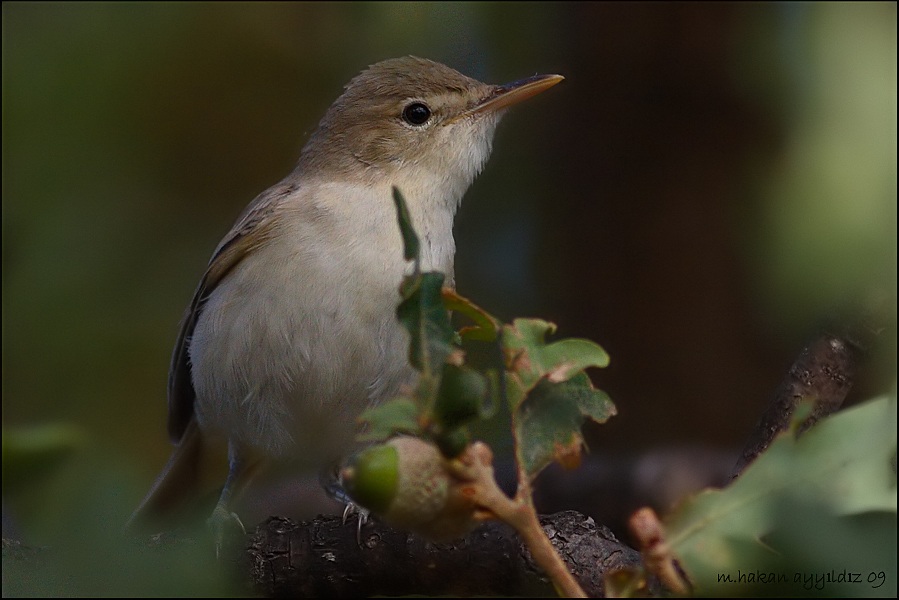 Eastern Olivaceous Warbler
