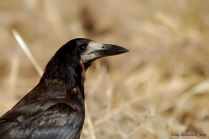 Rook