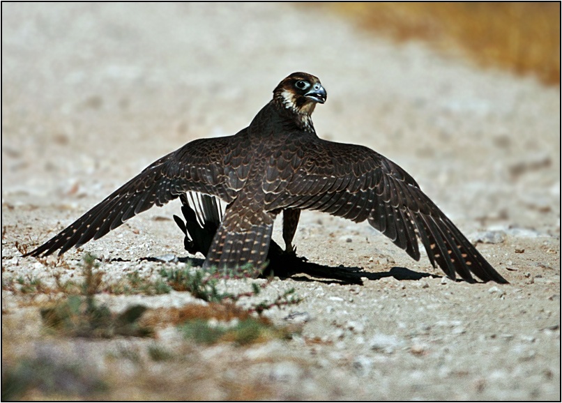 Peregrine Falcon