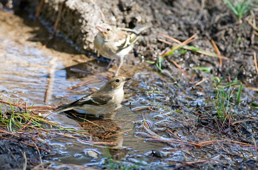 Collared Flycatcher