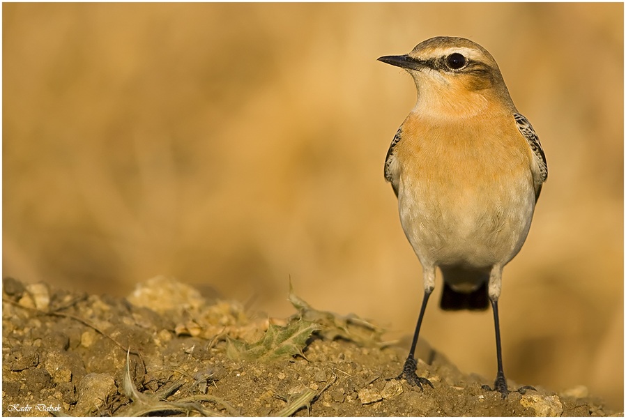 Northern Wheatear