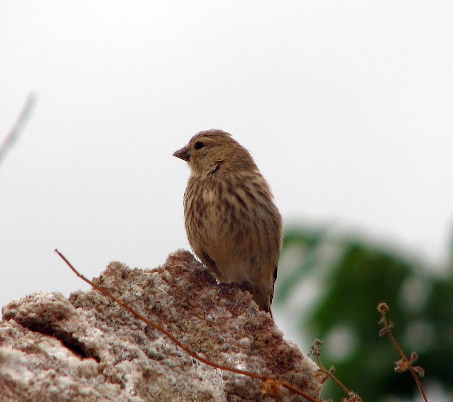 Common Linnet