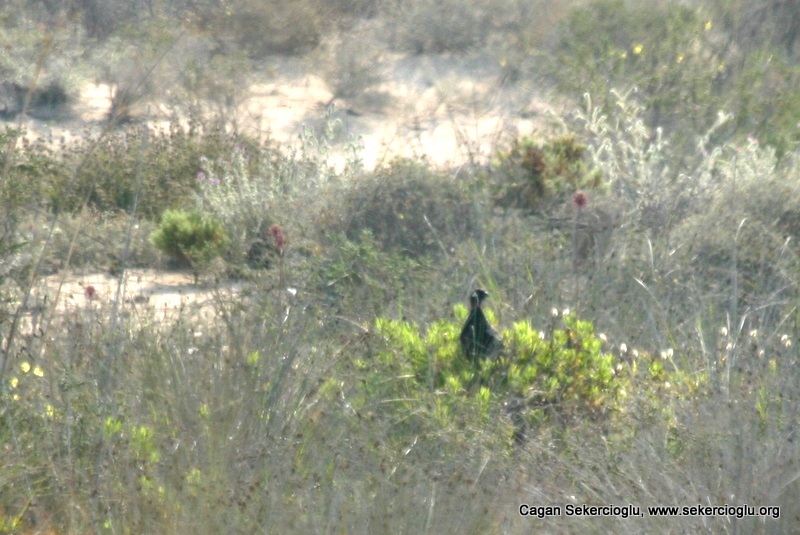 Black Francolin