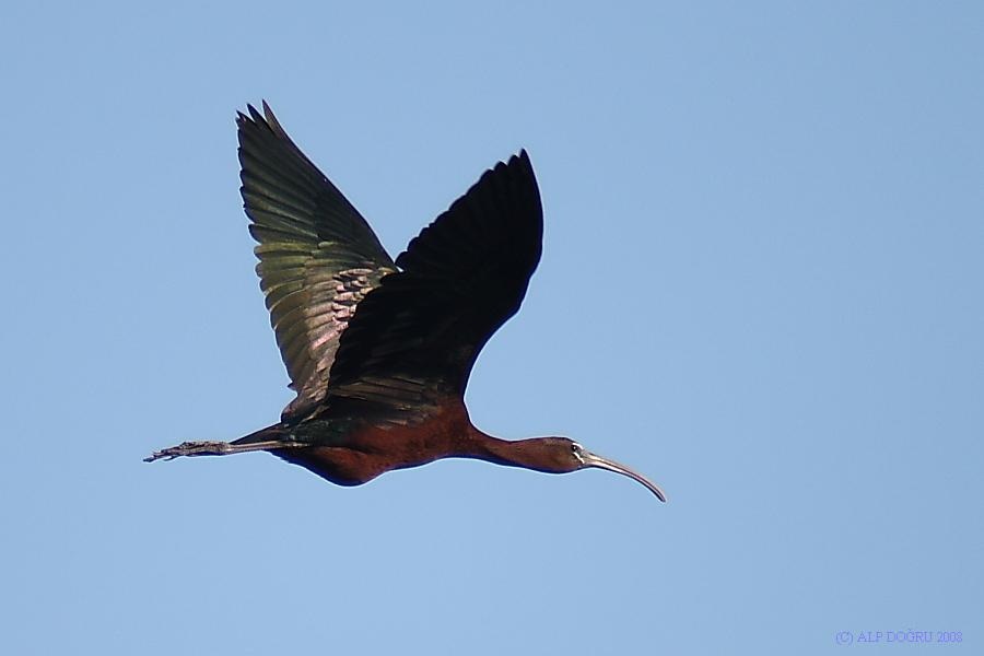 Glossy Ibis
