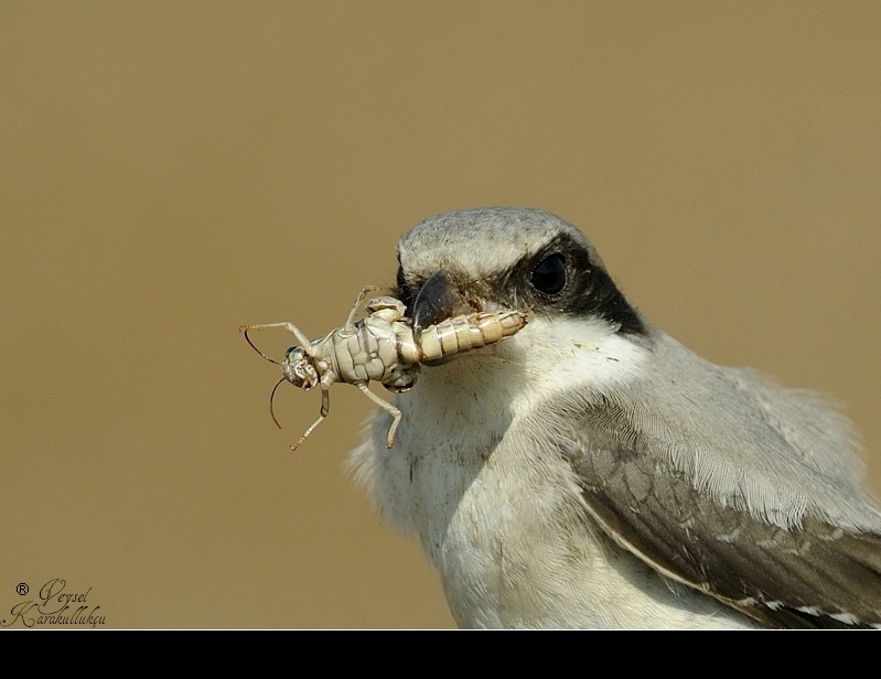 Lesser Grey Shrike