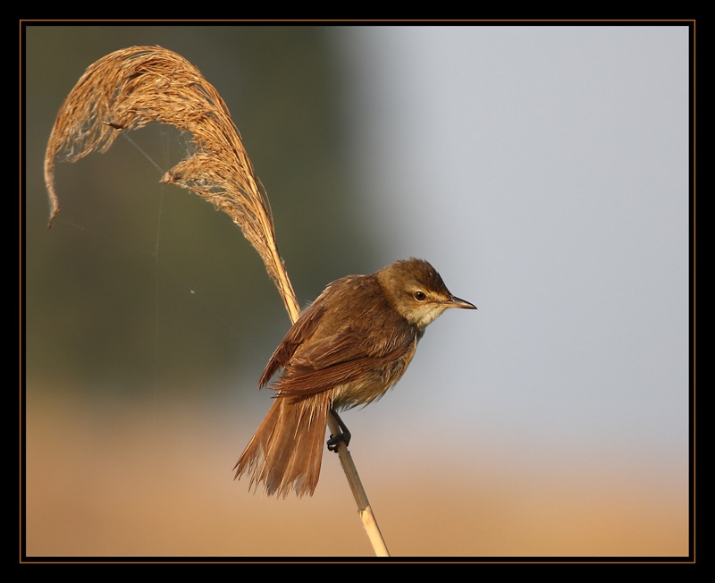 Great Reed Warbler