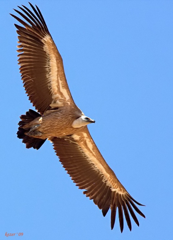 Griffon Vulture