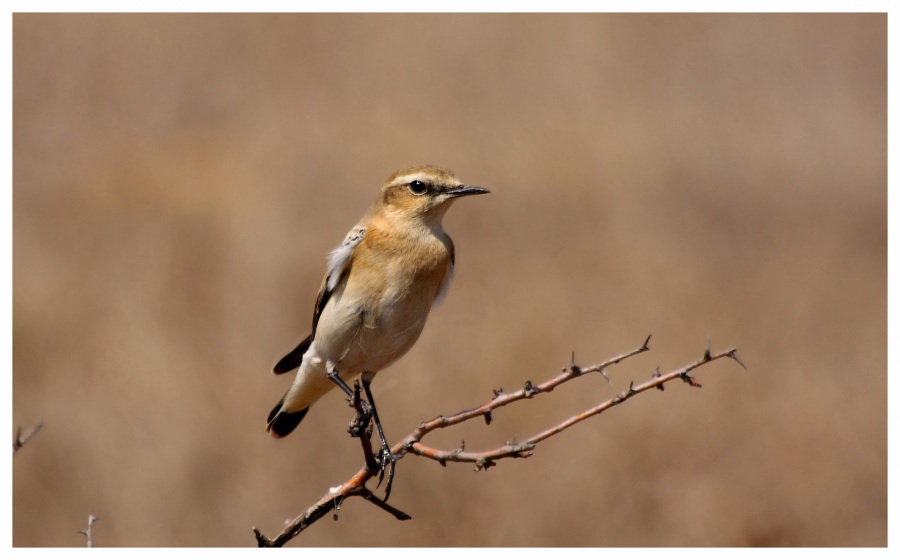 Northern Wheatear