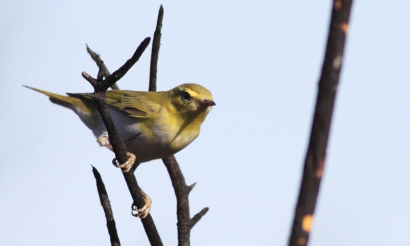 Willow Warbler