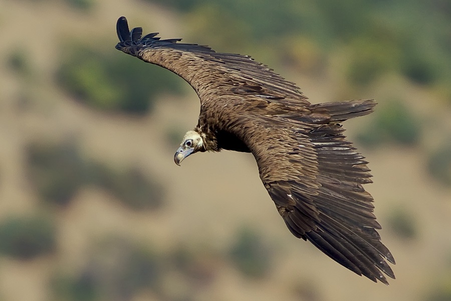 Cinereous Vulture
