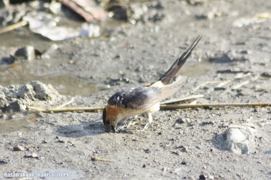 European Red-rumped Swallow