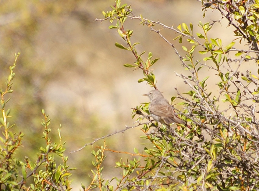 Upcher`s Warbler