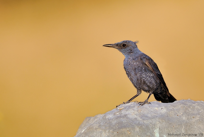 Blue Rock Thrush