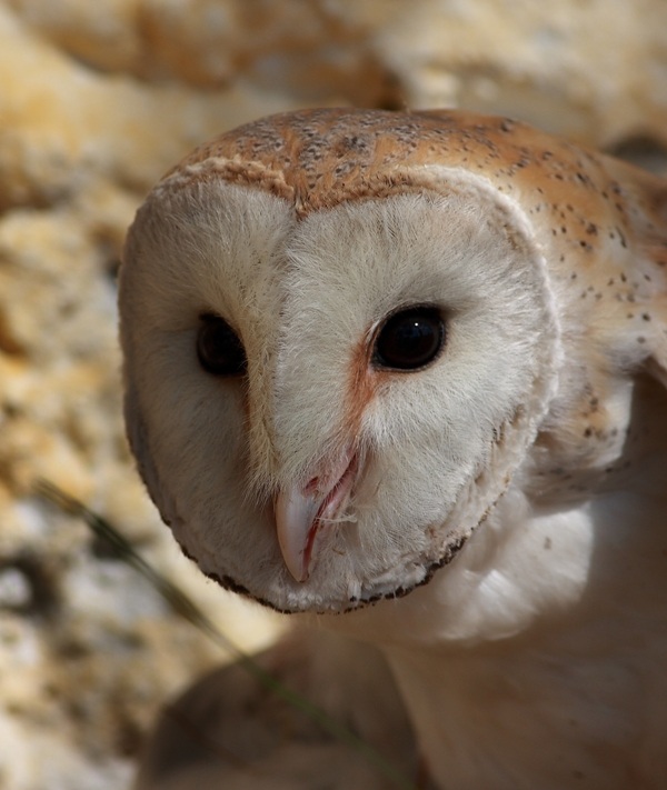 Western Barn Owl