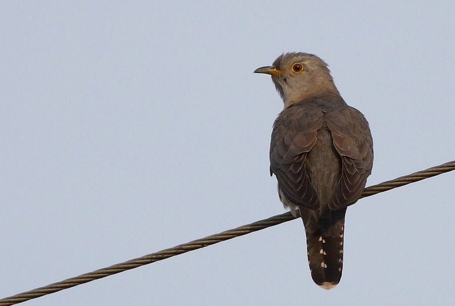 Common Cuckoo