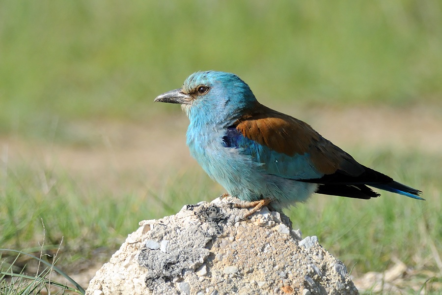 European Roller