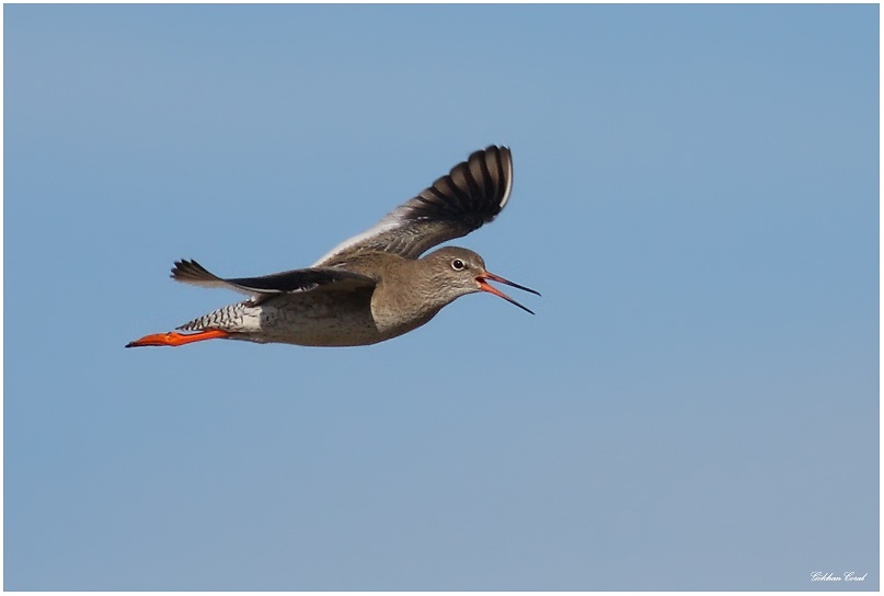 Common Redshank