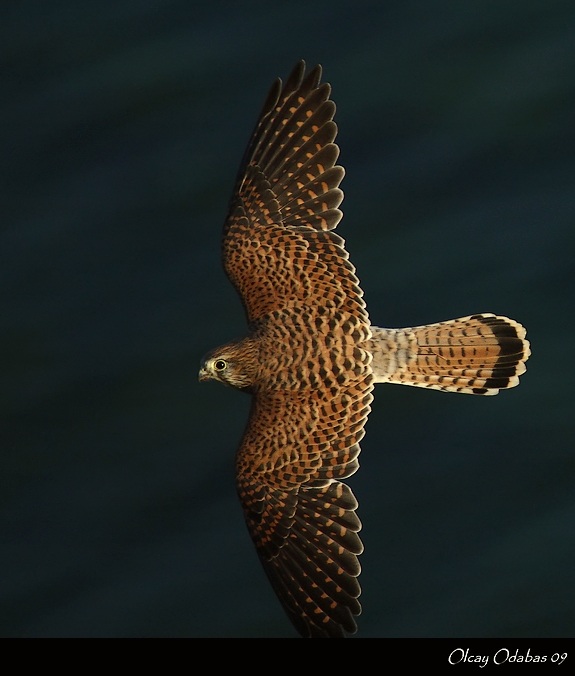 Common Kestrel
