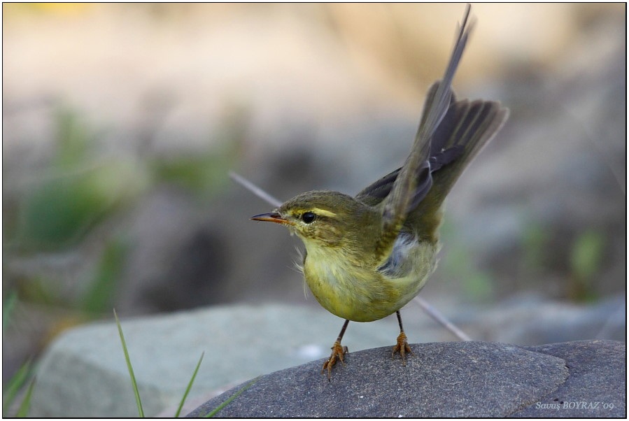 Willow Warbler