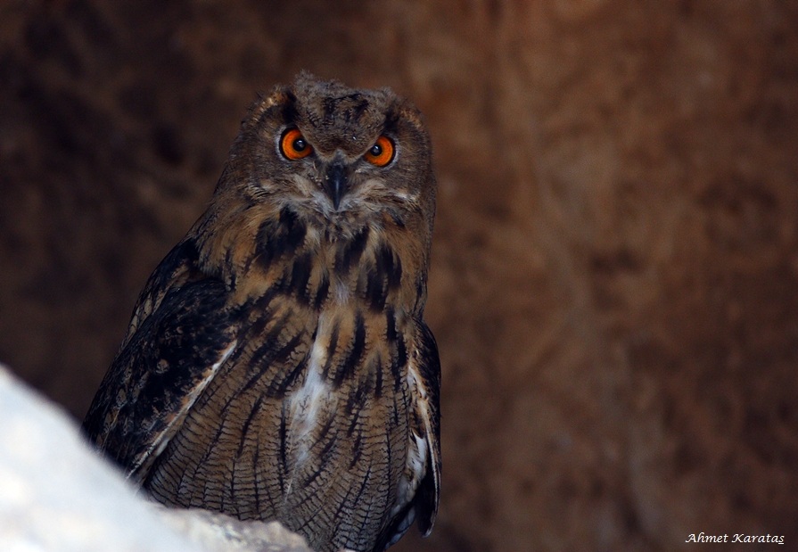 Eurasian Eagle-Owl