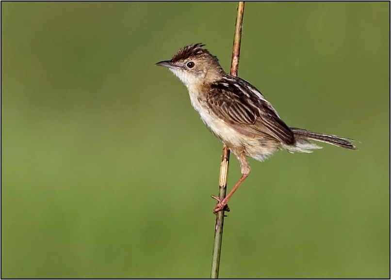 Zitting Cisticola