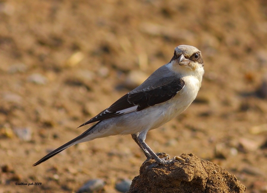 Lesser Grey Shrike