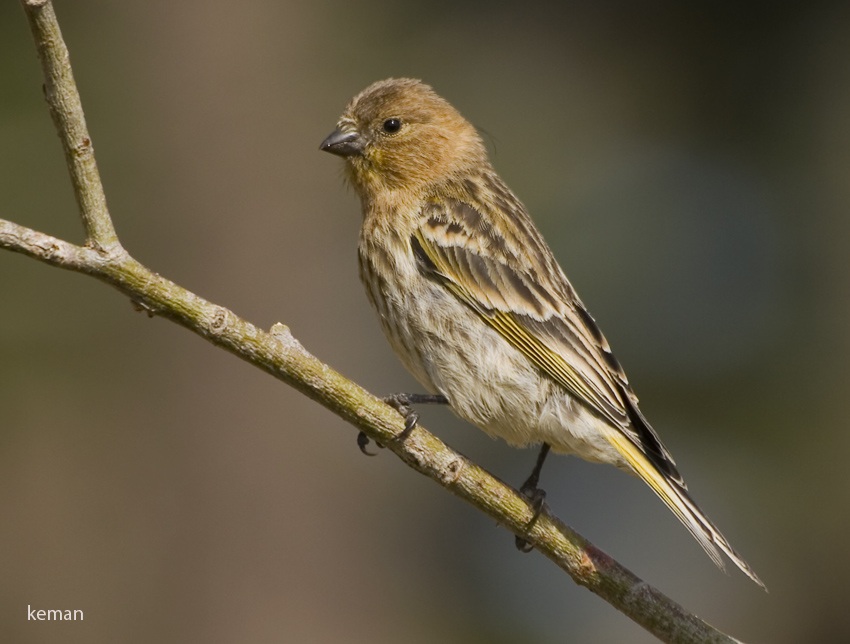 Red-fronted Serin