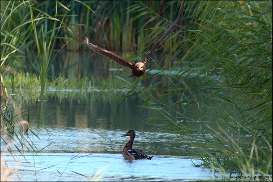 Mallard