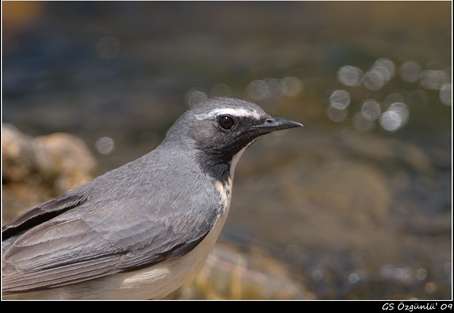 White-throated Robin