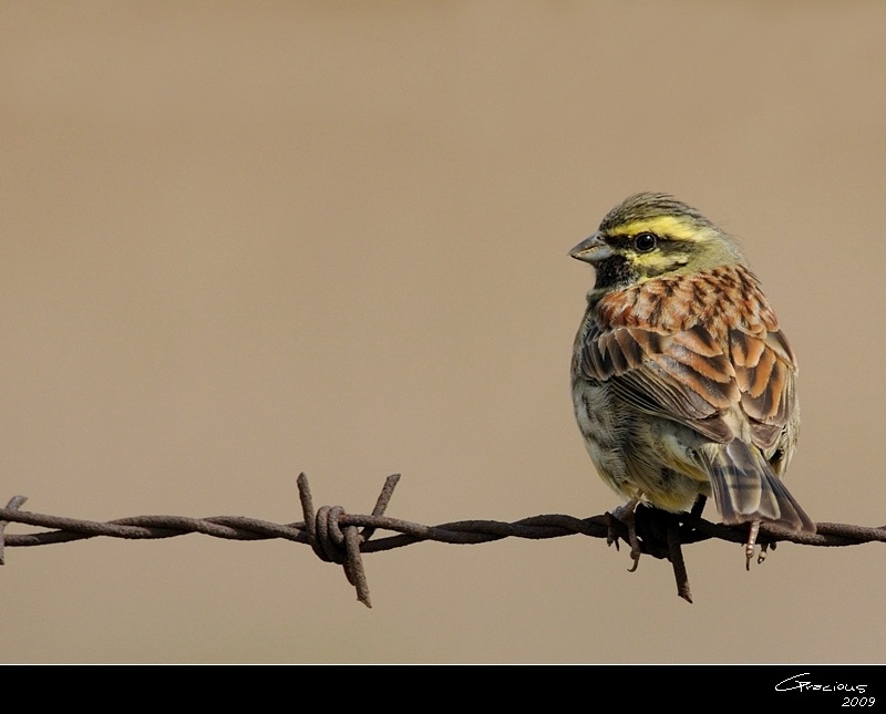 Cirl Bunting