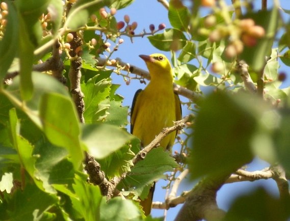 Eurasian Golden Oriole