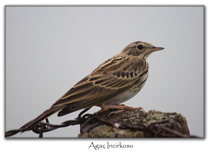 Tree Pipit