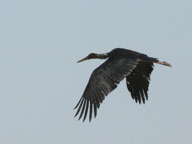 Black Stork