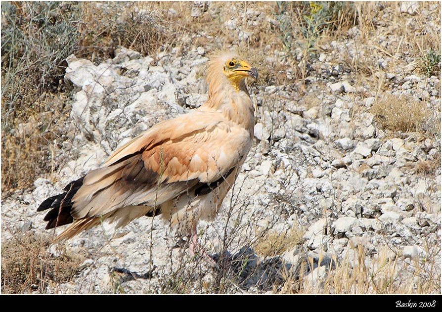 Egyptian Vulture