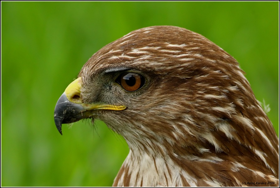 Common Buzzard