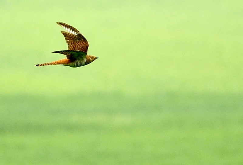 Common Cuckoo