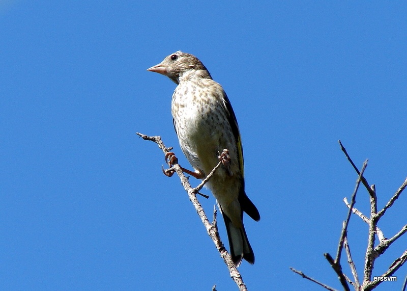 European Goldfinch