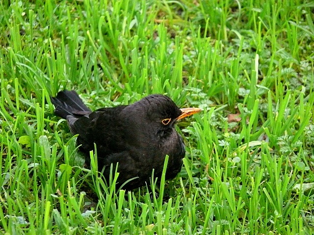 Common Blackbird