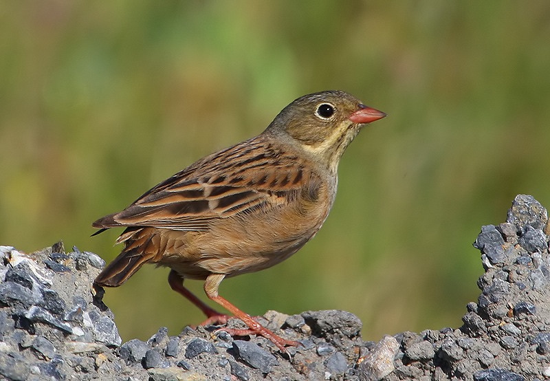 Ortolan Bunting
