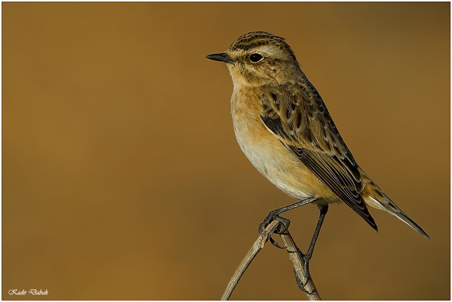 Whinchat