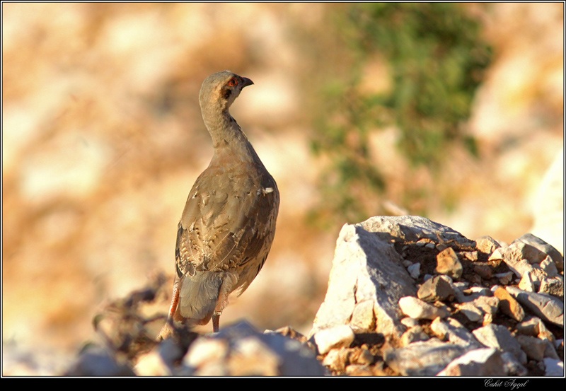 Chukar Partridge